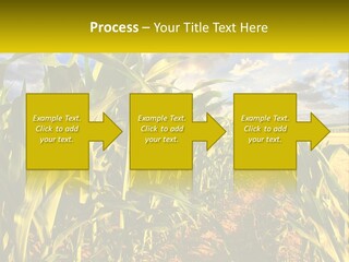 A Corn Field With Clouds In The Background PowerPoint Template