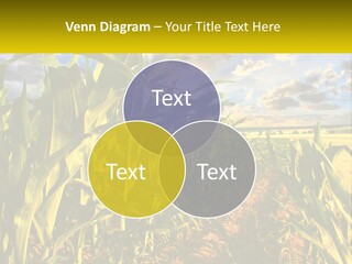 A Corn Field With Clouds In The Background PowerPoint Template