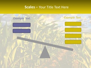 A Corn Field With Clouds In The Background PowerPoint Template