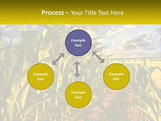A Corn Field With Clouds In The Background PowerPoint Template