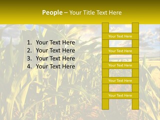 A Corn Field With Clouds In The Background PowerPoint Template