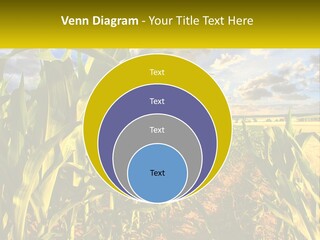 A Corn Field With Clouds In The Background PowerPoint Template