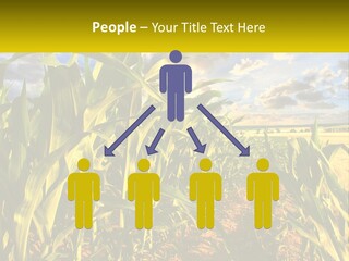 A Corn Field With Clouds In The Background PowerPoint Template