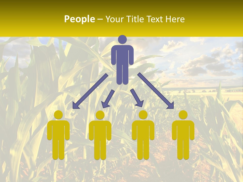 A Corn Field With Clouds In The Background PowerPoint Template