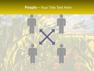 A Corn Field With Clouds In The Background PowerPoint Template