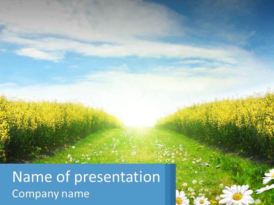 A Field Of Flowers With The Sun In The Background PowerPoint Template