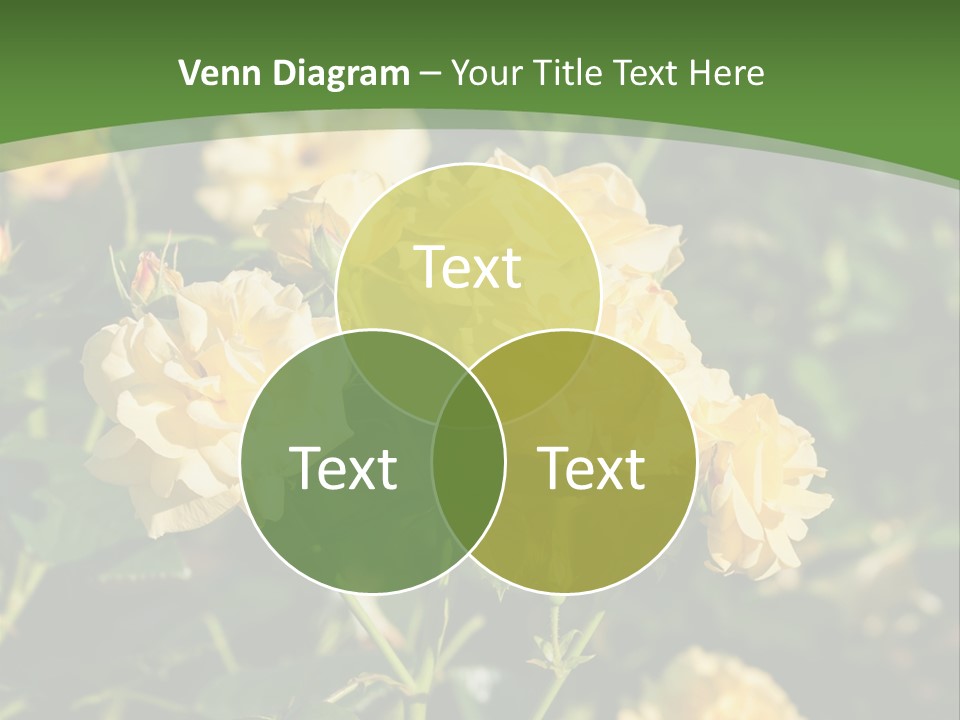 A Yellow Rose Powerpoint Presentation Is Shown PowerPoint Template