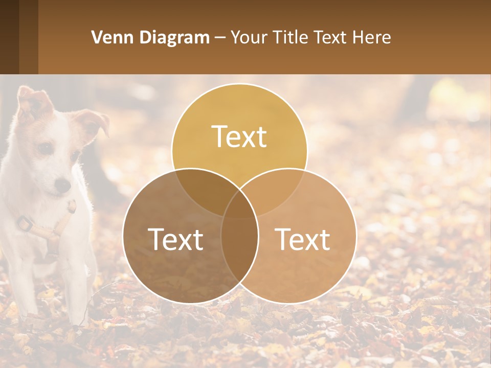 A Small Dog Is Standing In The Leaves PowerPoint Template