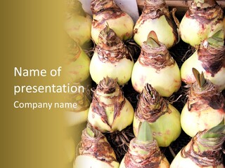 A Bunch Of Onions Sitting On Top Of A Table PowerPoint Template