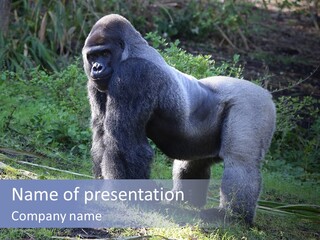 A Gorilla Standing In The Grass With Trees In The Background PowerPoint Template