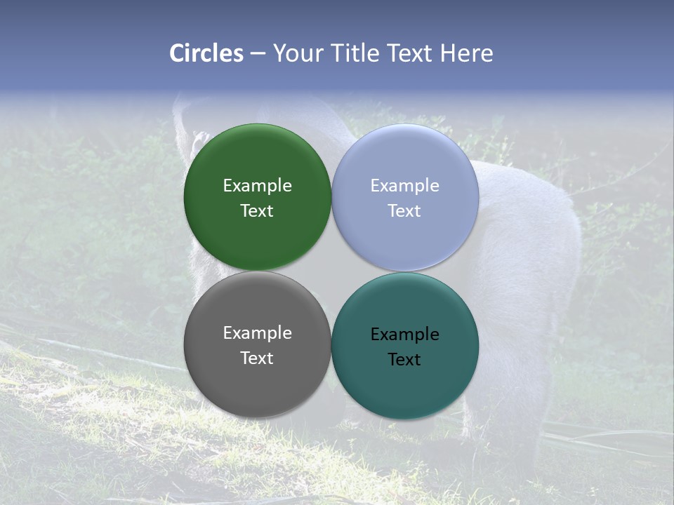 A Gorilla Standing In The Grass With Trees In The Background PowerPoint Template
