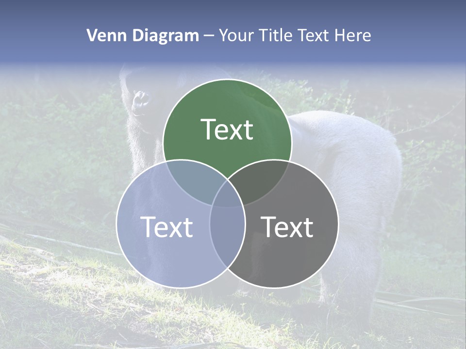 A Gorilla Standing In The Grass With Trees In The Background PowerPoint Template