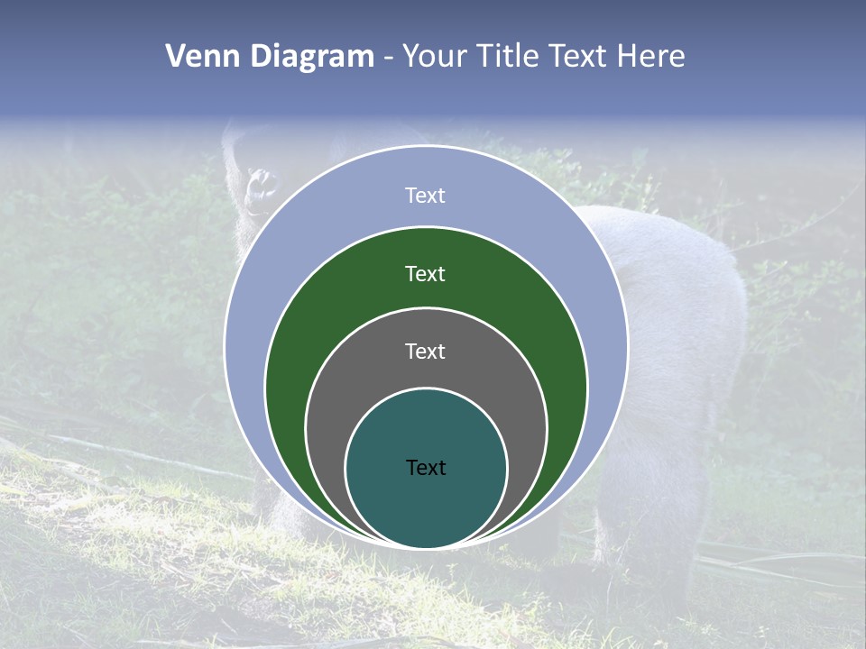 A Gorilla Standing In The Grass With Trees In The Background PowerPoint Template