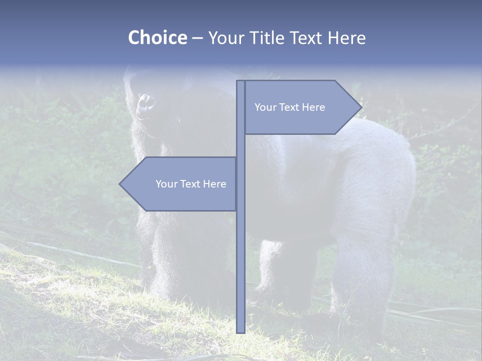 A Gorilla Standing In The Grass With Trees In The Background PowerPoint Template