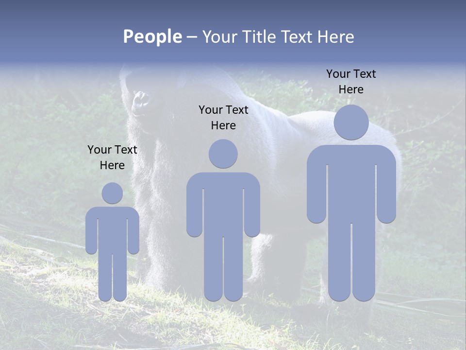 A Gorilla Standing In The Grass With Trees In The Background PowerPoint Template