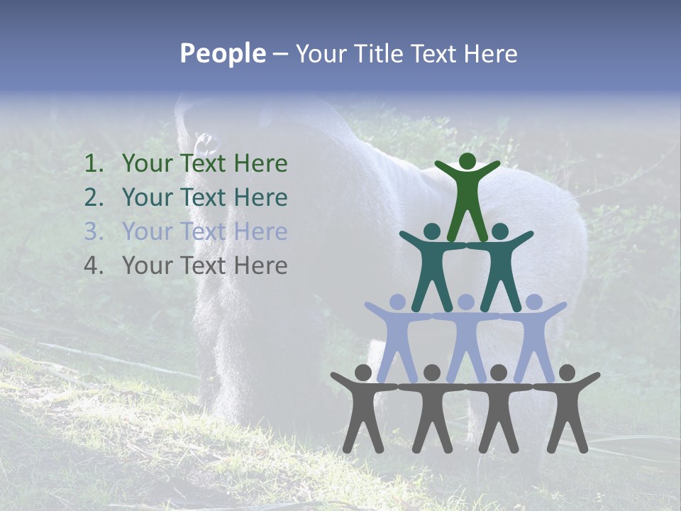 A Gorilla Standing In The Grass With Trees In The Background PowerPoint Template