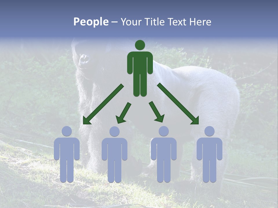 A Gorilla Standing In The Grass With Trees In The Background PowerPoint Template