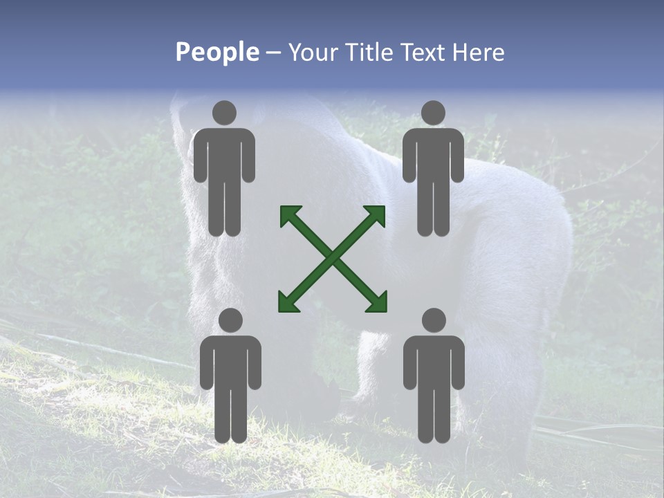 A Gorilla Standing In The Grass With Trees In The Background PowerPoint Template