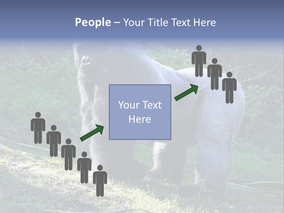 A Gorilla Standing In The Grass With Trees In The Background PowerPoint Template