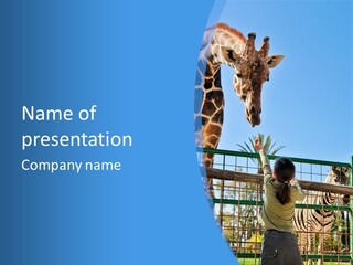 A Woman Feeding A Giraffe Through A Fence PowerPoint Template