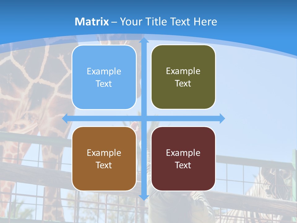 A Woman Feeding A Giraffe Through A Fence PowerPoint Template