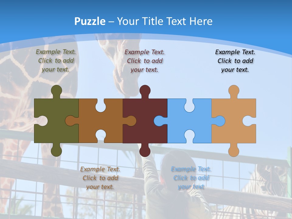 A Woman Feeding A Giraffe Through A Fence PowerPoint Template