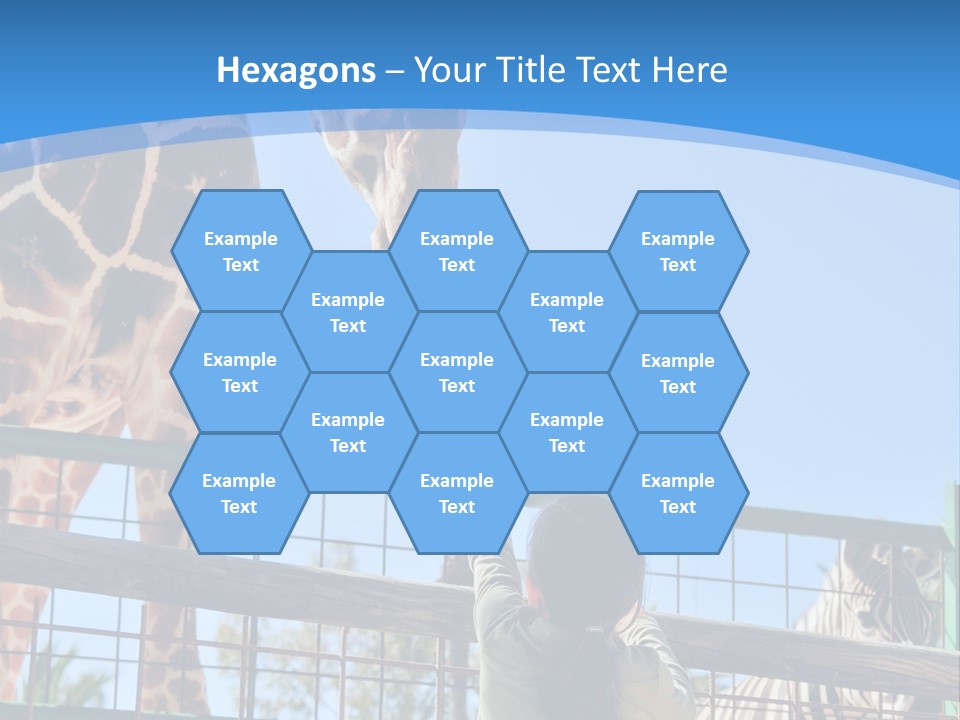 A Woman Feeding A Giraffe Through A Fence PowerPoint Template