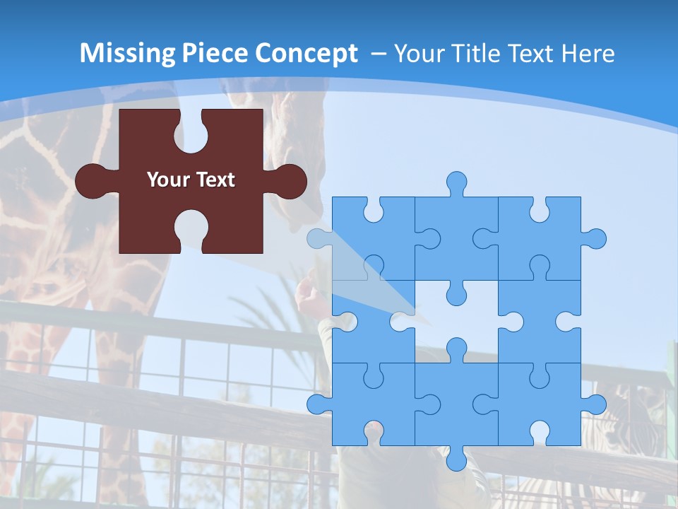 A Woman Feeding A Giraffe Through A Fence PowerPoint Template