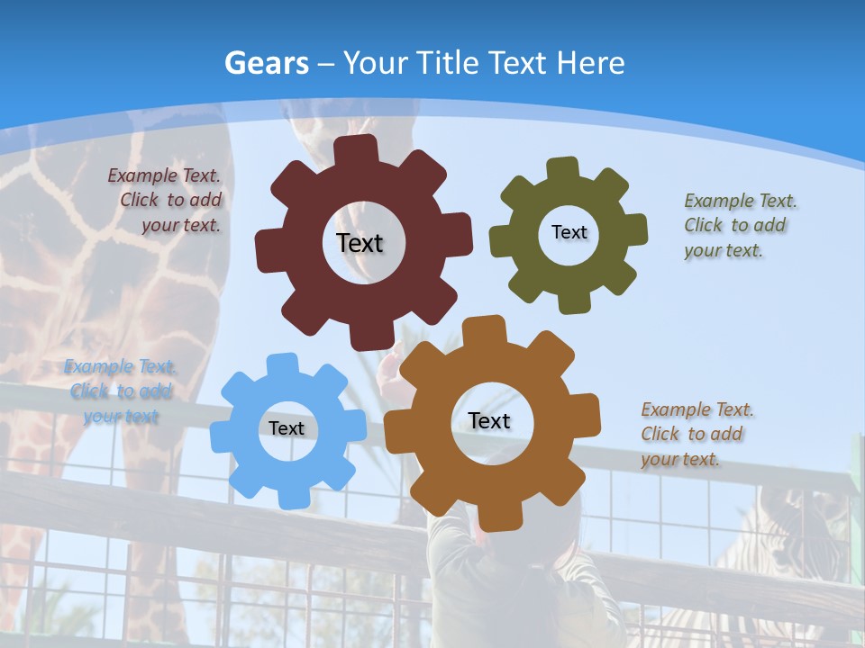A Woman Feeding A Giraffe Through A Fence PowerPoint Template
