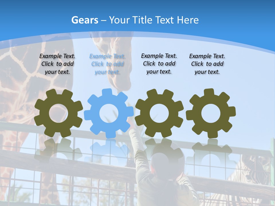 A Woman Feeding A Giraffe Through A Fence PowerPoint Template