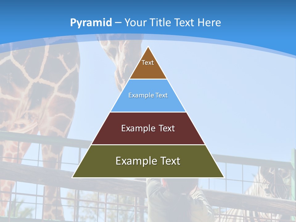 A Woman Feeding A Giraffe Through A Fence PowerPoint Template