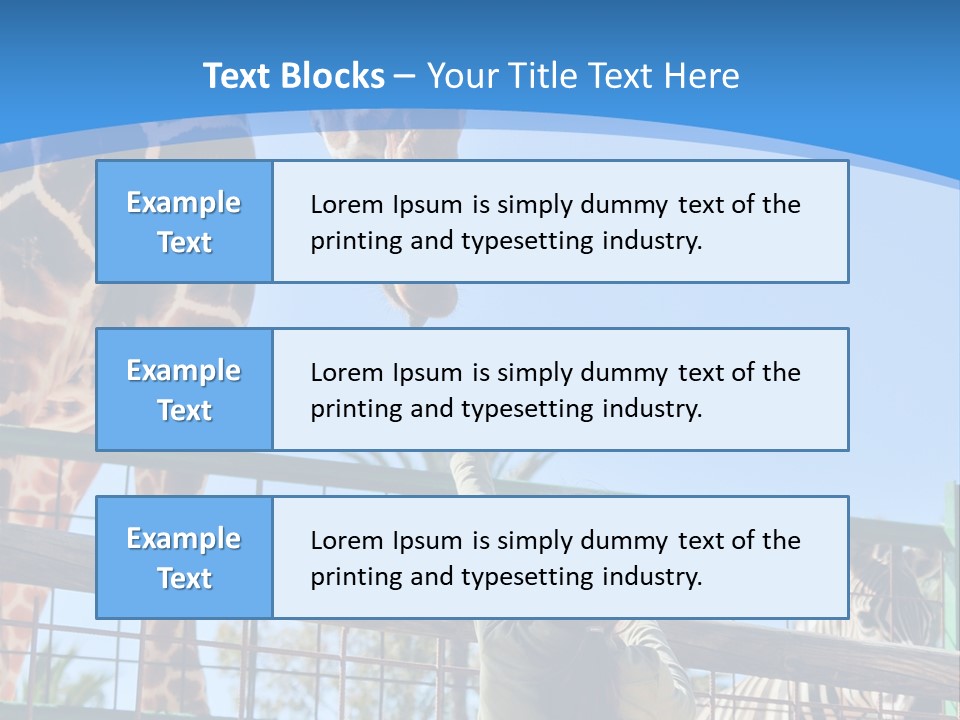A Woman Feeding A Giraffe Through A Fence PowerPoint Template