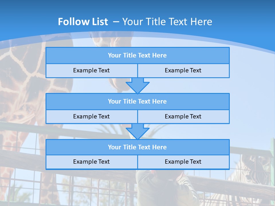A Woman Feeding A Giraffe Through A Fence PowerPoint Template