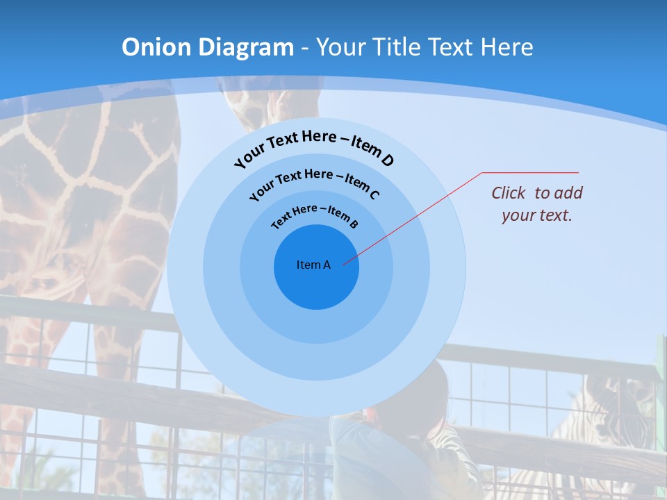A Woman Feeding A Giraffe Through A Fence PowerPoint Template