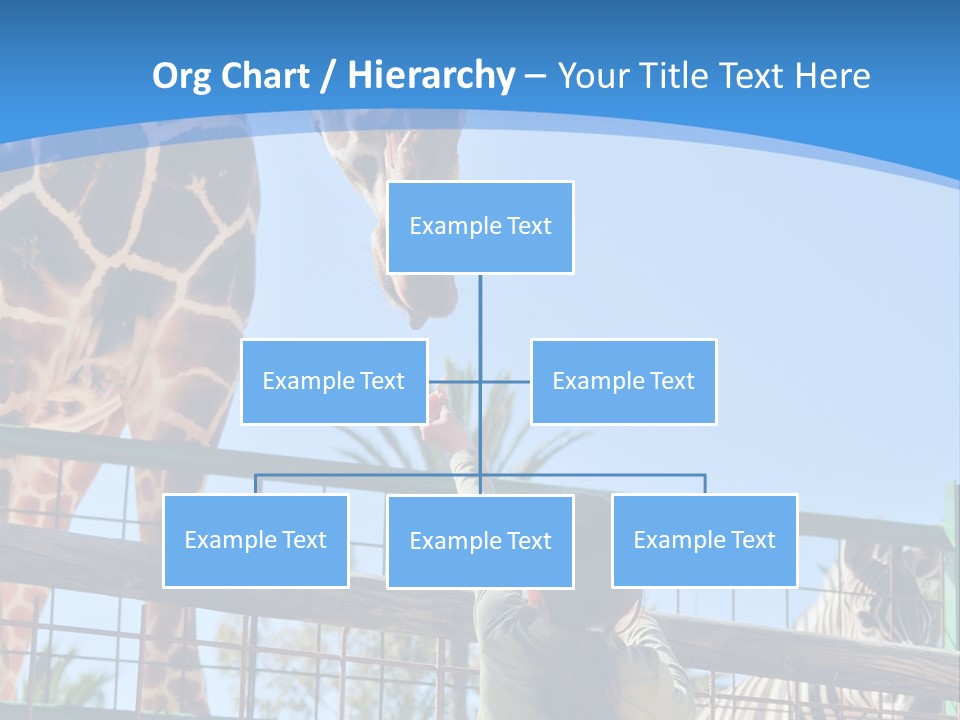 A Woman Feeding A Giraffe Through A Fence PowerPoint Template