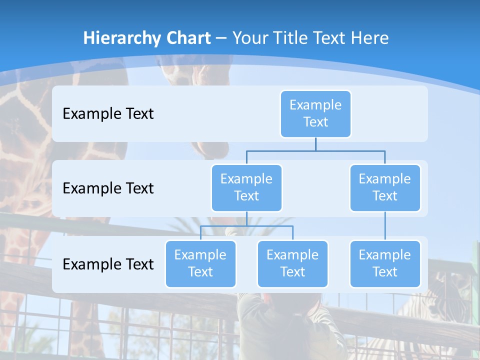 A Woman Feeding A Giraffe Through A Fence PowerPoint Template