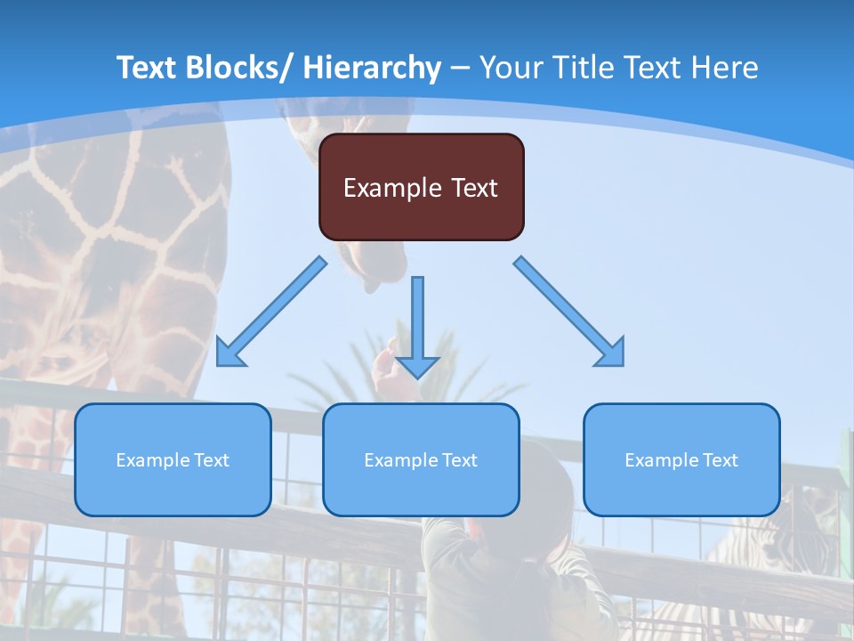 A Woman Feeding A Giraffe Through A Fence PowerPoint Template