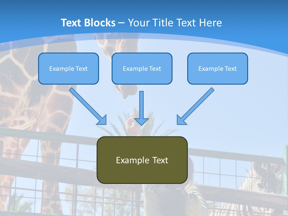 A Woman Feeding A Giraffe Through A Fence PowerPoint Template