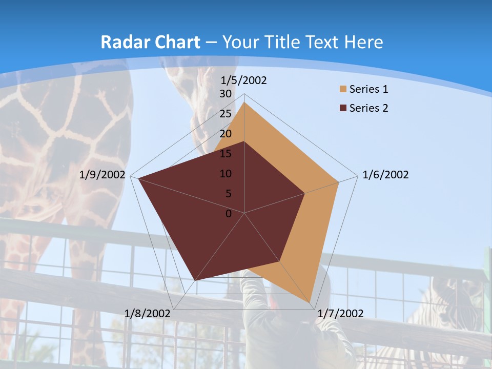 A Woman Feeding A Giraffe Through A Fence PowerPoint Template