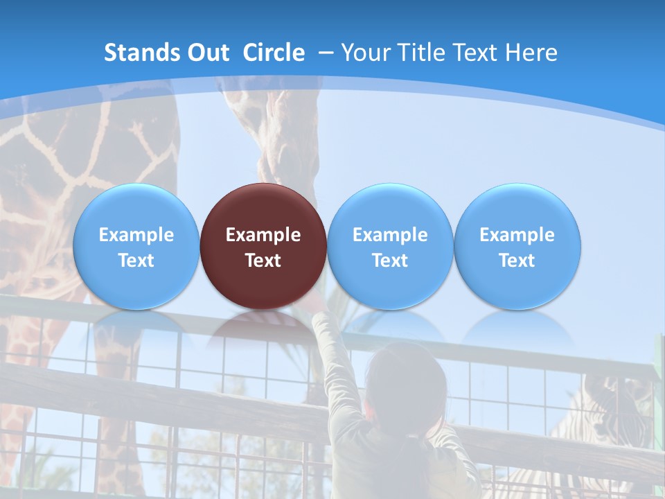 A Woman Feeding A Giraffe Through A Fence PowerPoint Template