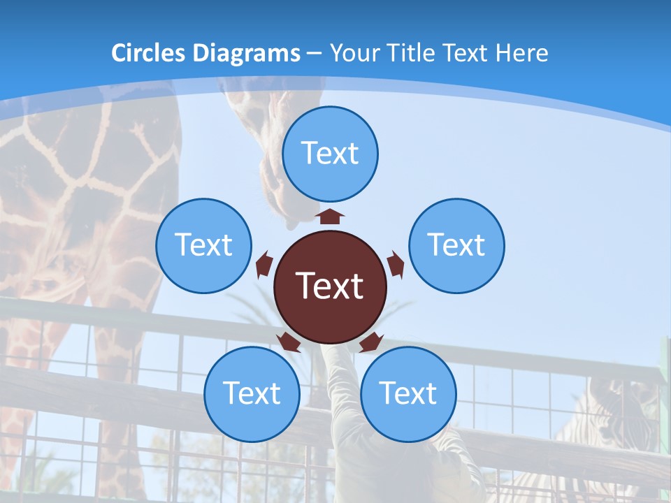 A Woman Feeding A Giraffe Through A Fence PowerPoint Template
