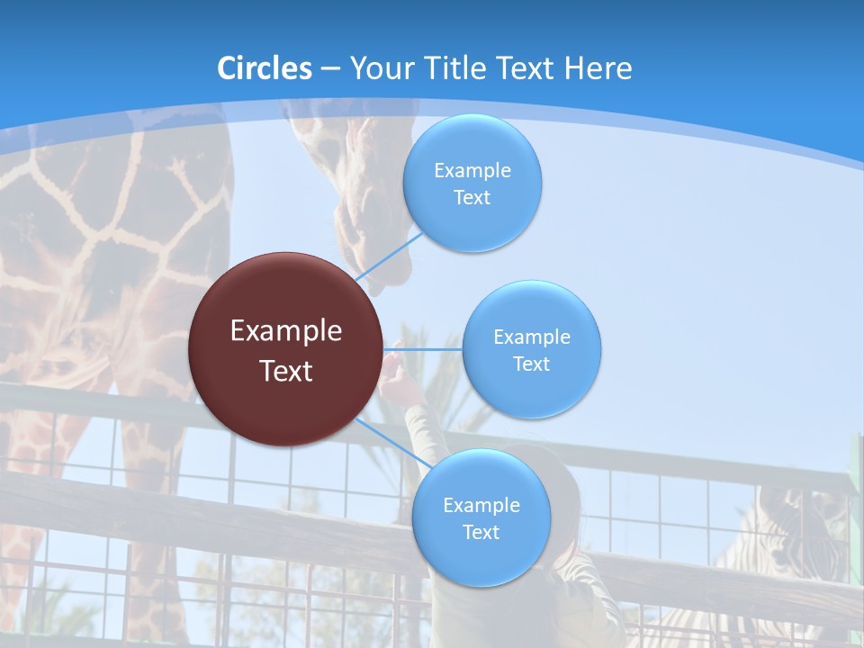 A Woman Feeding A Giraffe Through A Fence PowerPoint Template