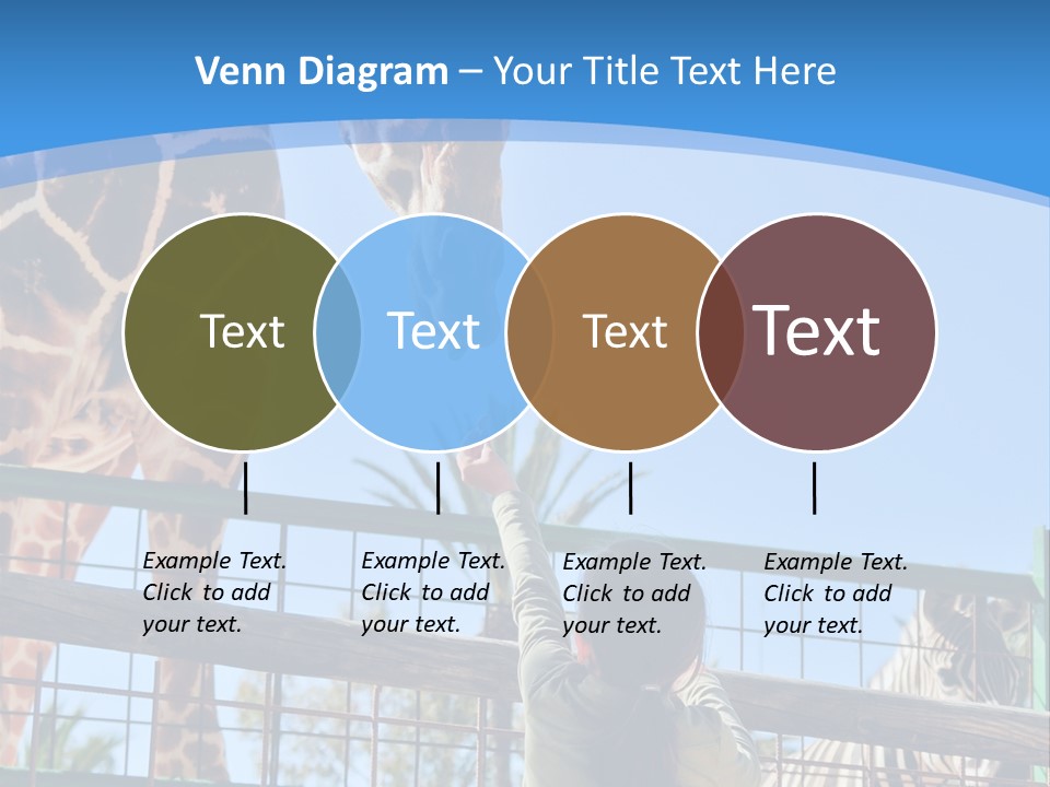 A Woman Feeding A Giraffe Through A Fence PowerPoint Template