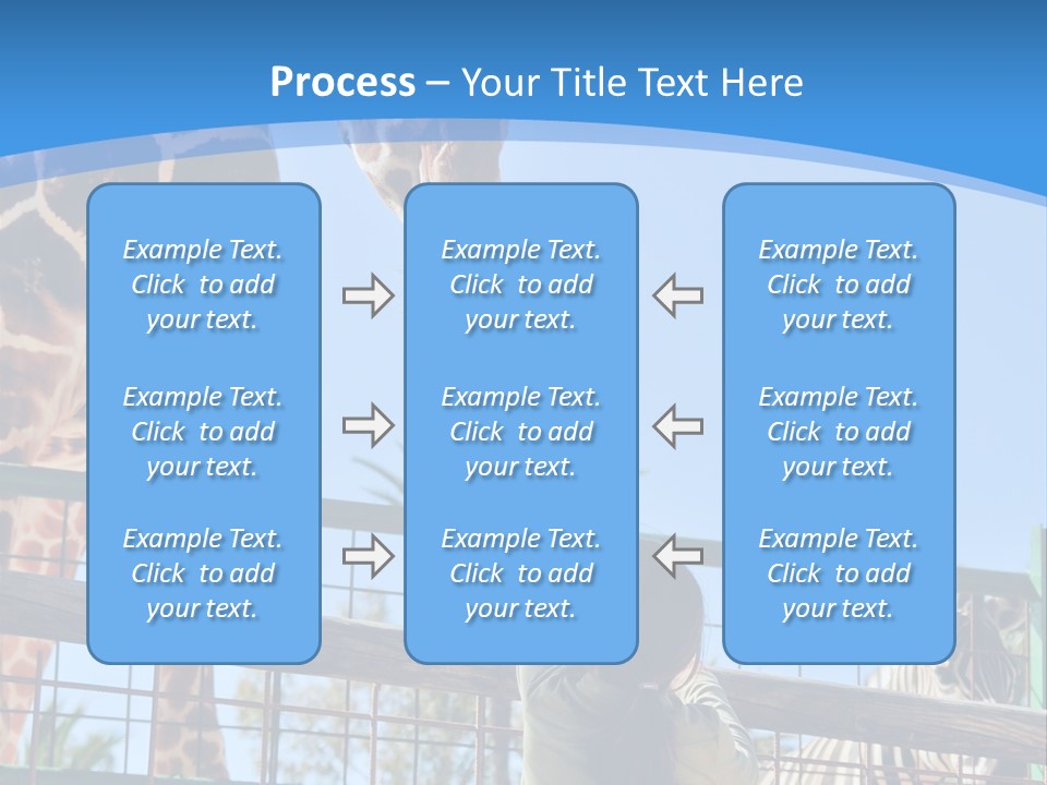 A Woman Feeding A Giraffe Through A Fence PowerPoint Template
