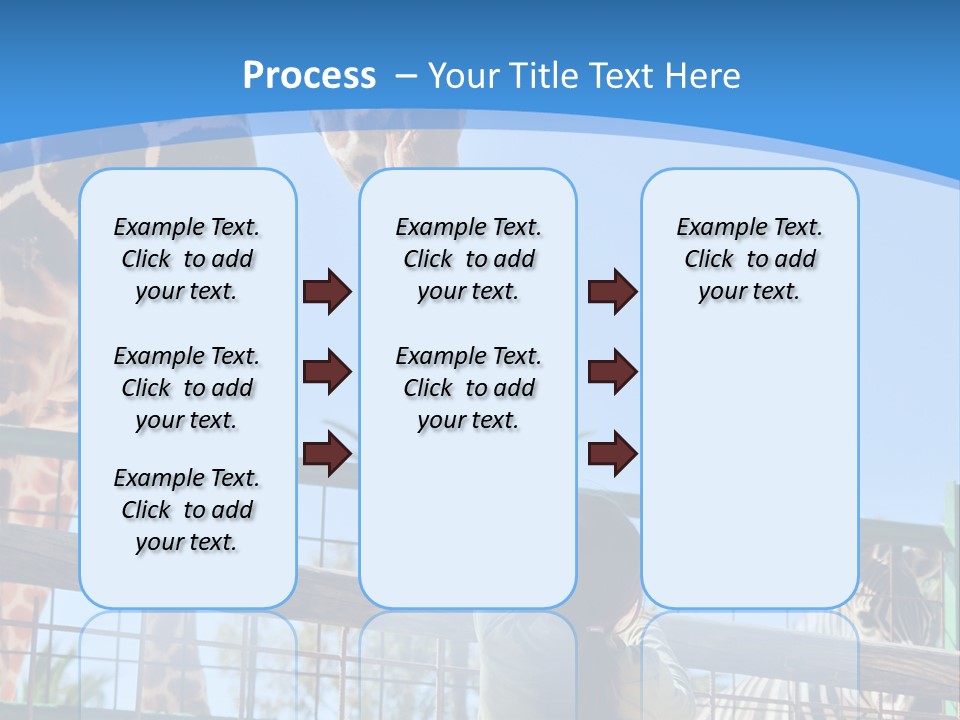 A Woman Feeding A Giraffe Through A Fence PowerPoint Template