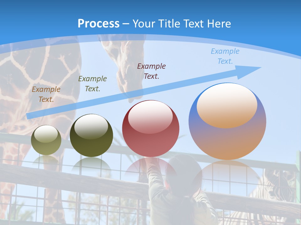 A Woman Feeding A Giraffe Through A Fence PowerPoint Template