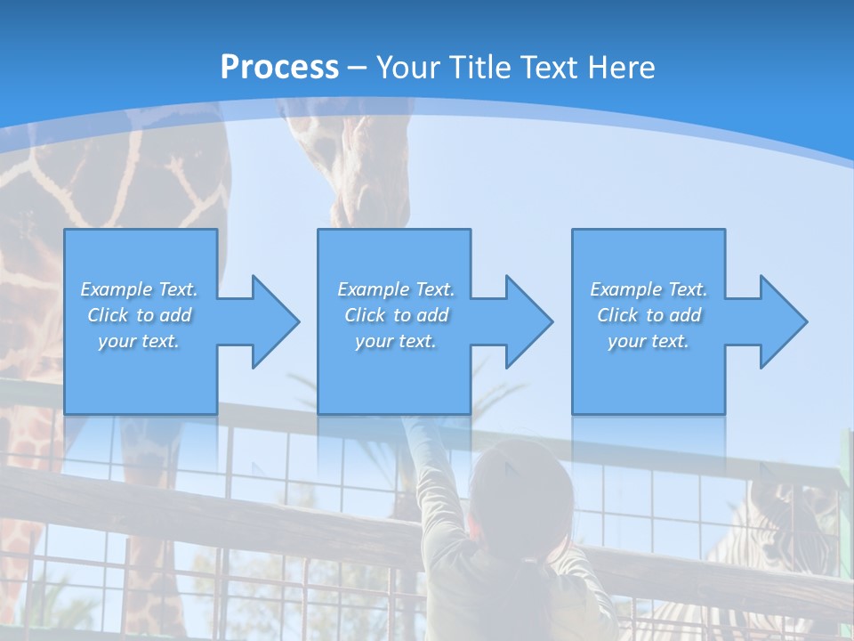 A Woman Feeding A Giraffe Through A Fence PowerPoint Template