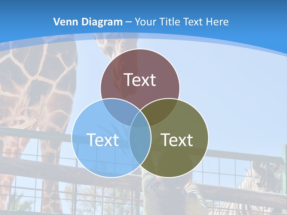 A Woman Feeding A Giraffe Through A Fence PowerPoint Template