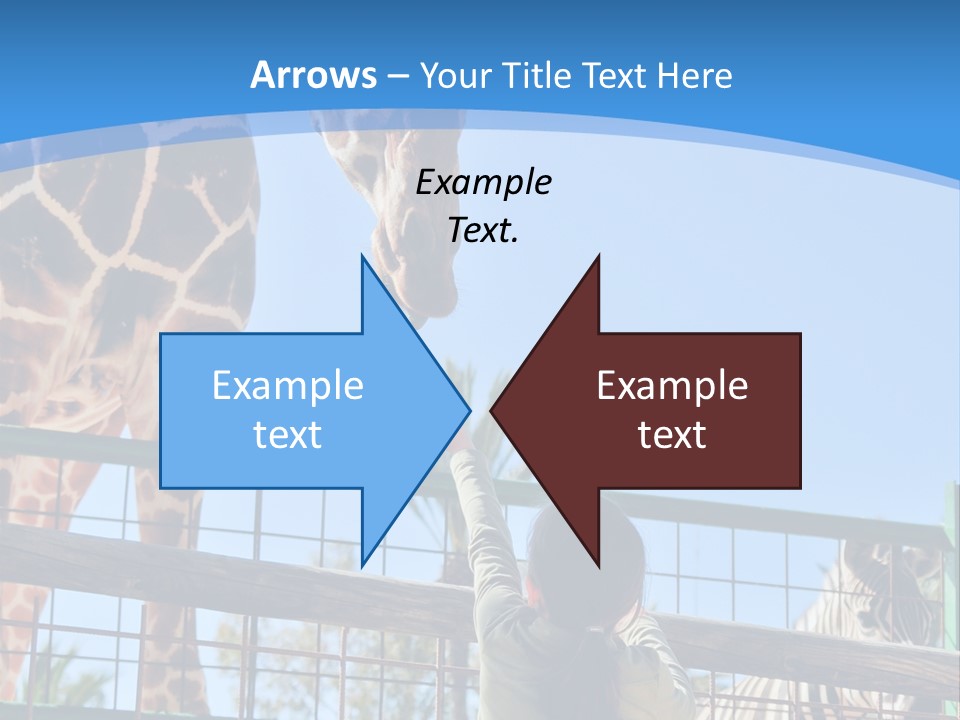 A Woman Feeding A Giraffe Through A Fence PowerPoint Template