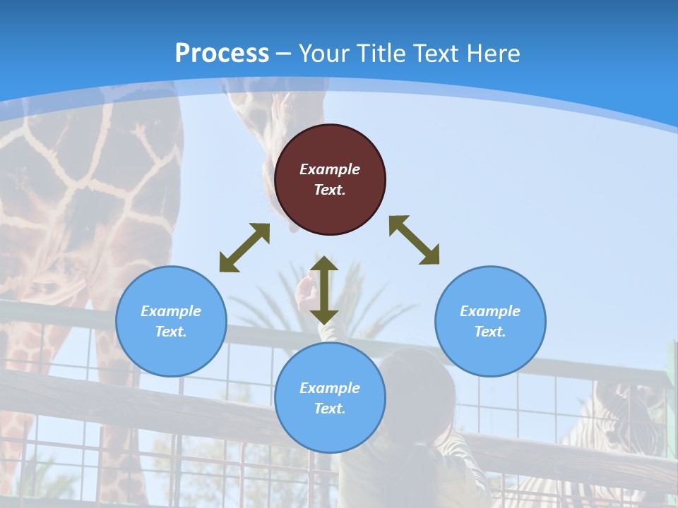A Woman Feeding A Giraffe Through A Fence PowerPoint Template